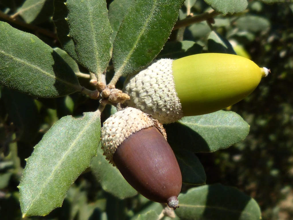 La carrasca milenaria de Lecina