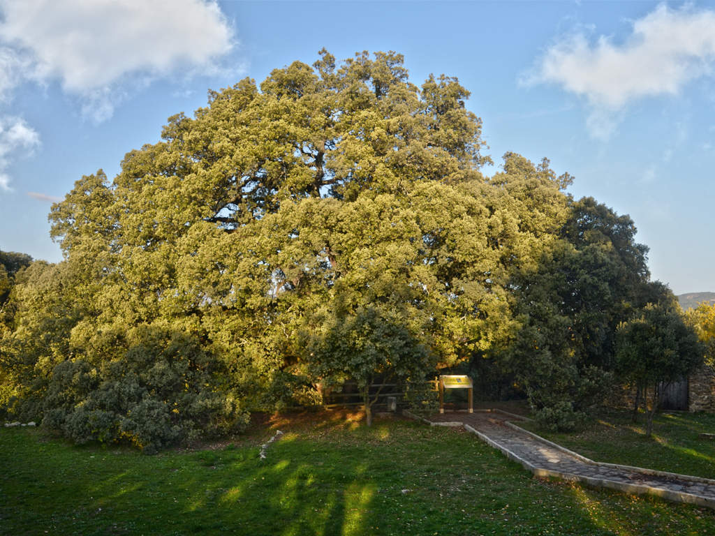 La carrasca milenaria de Lecina